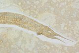 Jurassic, Predatory Fish (Aspidorhynchus) - Solnhofen Limestone #113746-3